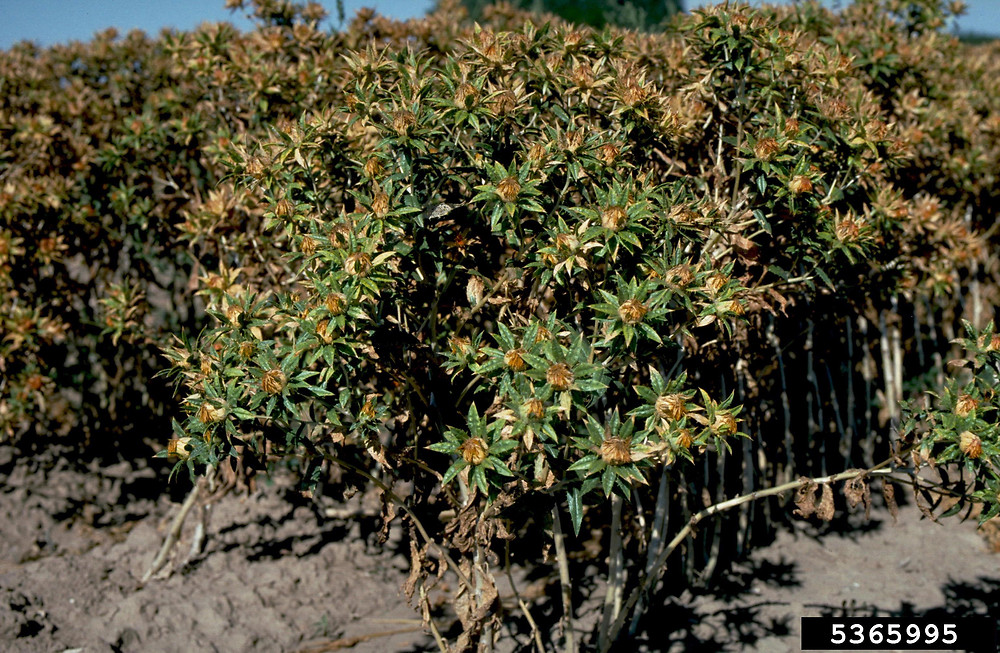 Carthamus tinctorius